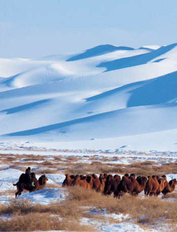 Bactrian camels